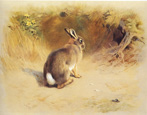 Lapin de garenne - Illustration de A. Thorburn pour son ouvrage "British mammals" publié en 1921 