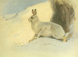 Lièvre des montagnes = lièvre variable (Lepus timidus) en pelage d'hiver 
