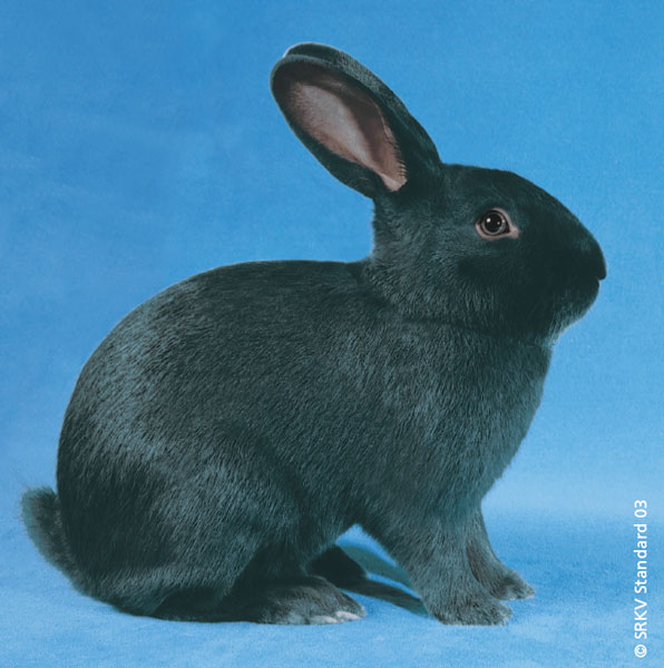 Lapin Bleu de Vienne • Élevage et vente de lapins de race